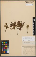 Foto von Salix waldsteiniana Willd.